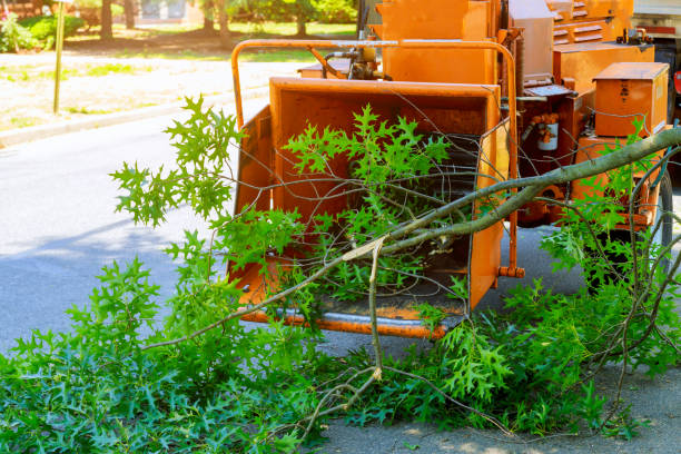 Best Tree Removal Near Me  in Eutaw, AL